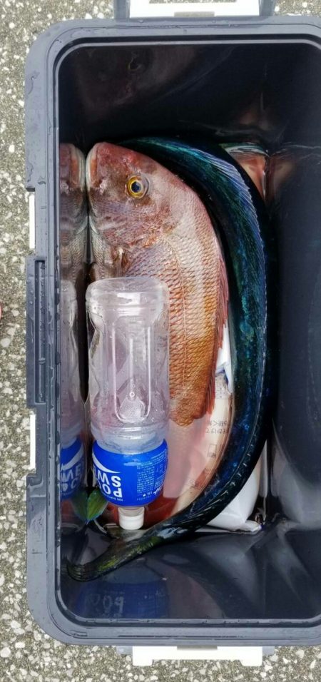 遊漁船 新鋭丸 釣果