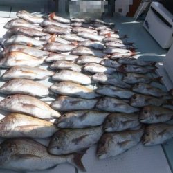 遊漁船 幸友丸 釣果