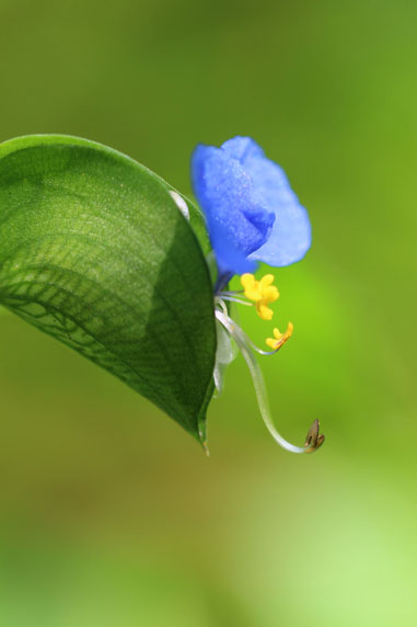 小菅トラウトガーデン 釣果