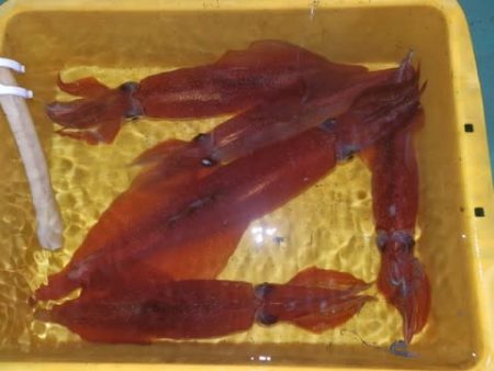 第二むつ漁丸 釣果