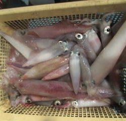 松福丸 釣果