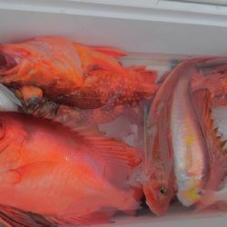 遊漁船 新鋭丸 釣果