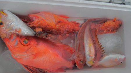 遊漁船 新鋭丸 釣果