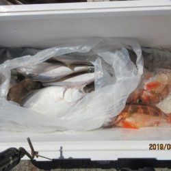 大進丸（新潟） 釣果