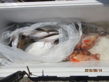 大進丸（新潟） 釣果