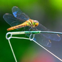 小菅トラウトガーデン 釣果