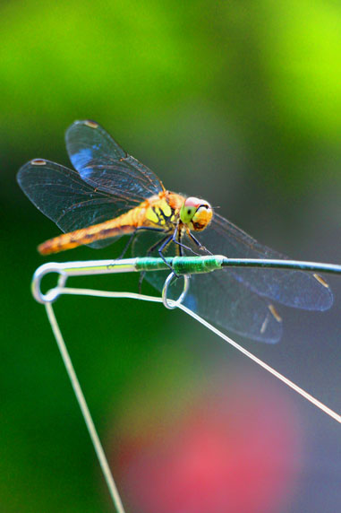小菅トラウトガーデン 釣果