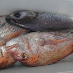 遊漁船 新鋭丸 釣果