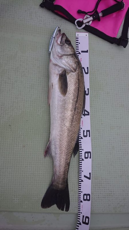 気仙沼　つり丸 釣果