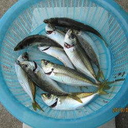 下関フィッシングパーク 釣果