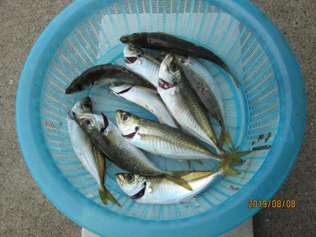 下関フィッシングパーク 釣果