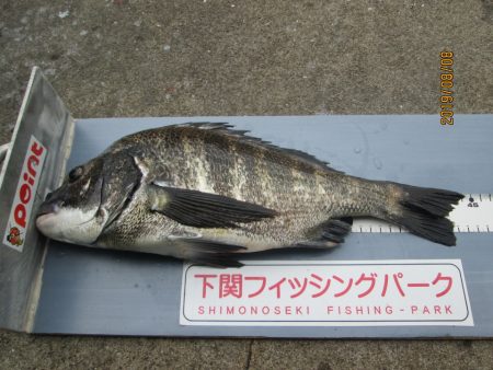 下関フィッシングパーク 釣果