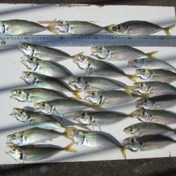 下関フィッシングパーク 釣果