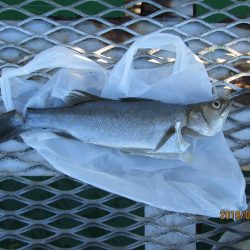 下関フィッシングパーク 釣果