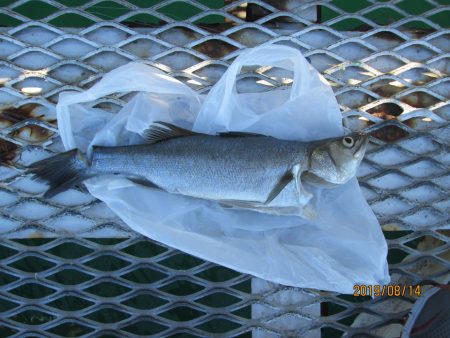 下関フィッシングパーク 釣果