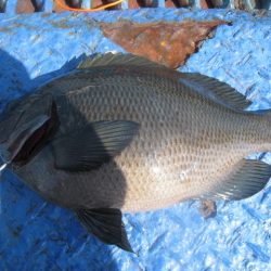 オリジナルメーカー海づり公園(市原市海づり施設) 釣果