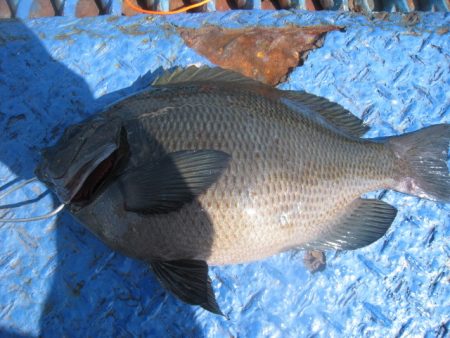 オリジナルメーカー海づり公園(市原市海づり施設) 釣果
