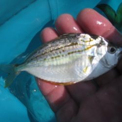 オリジナルメーカー海づり公園(市原市海づり施設) 釣果