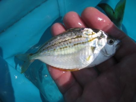 オリジナルメーカー海づり公園(市原市海づり施設) 釣果