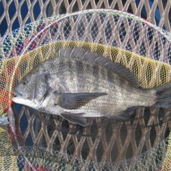 オリジナルメーカー海づり公園(市原市海づり施設) 釣果