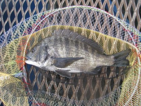 オリジナルメーカー海づり公園(市原市海づり…