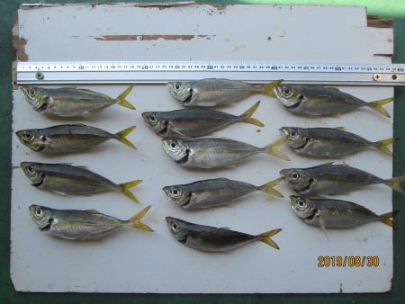 下関フィッシングパーク 釣果