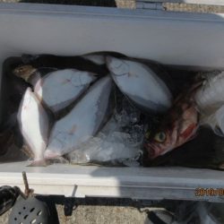 大進丸（新潟） 釣果