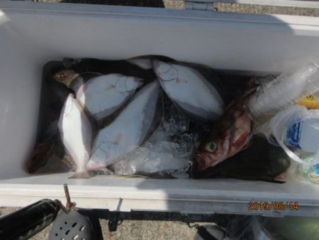 大進丸（新潟） 釣果