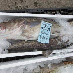 大進丸(新潟) 釣果