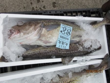 大進丸(新潟) 釣果