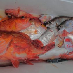 遊漁船 新鋭丸 釣果