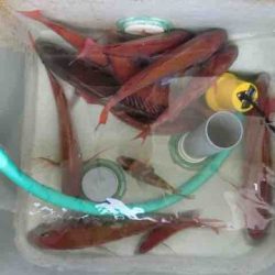 遊漁船 セトマリン 釣果