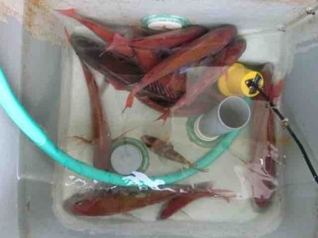 遊漁船 セトマリン 釣果