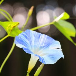 小菅トラウトガーデン 釣果