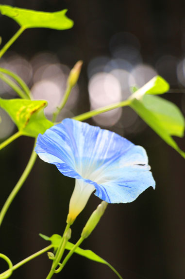 小菅トラウトガーデン 釣果