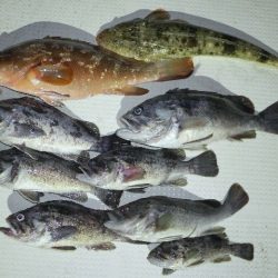 TOPGUN名古屋 釣果