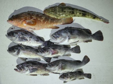 TOPGUN名古屋 釣果