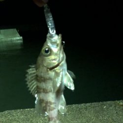 コリー水面直下ゆっくり巻きメバルプラッギング　(nada)　コリーインプレ