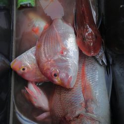 遊漁船 新鋭丸 釣果