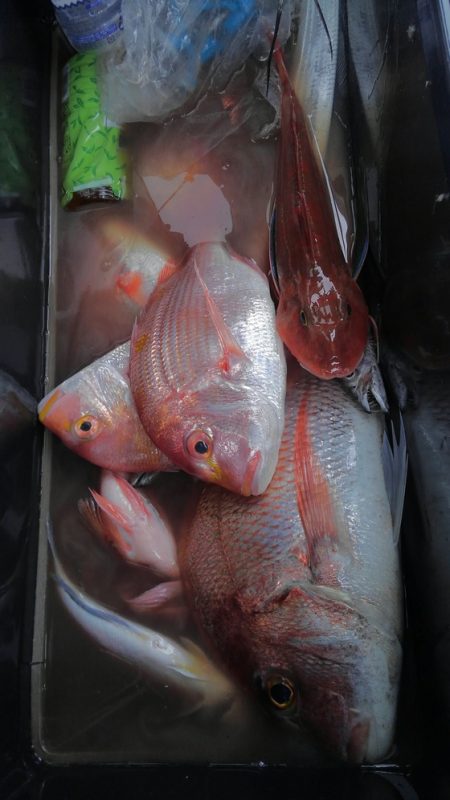 遊漁船 新鋭丸 釣果