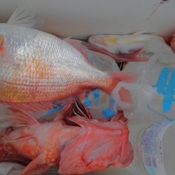 遊漁船 新鋭丸 釣果