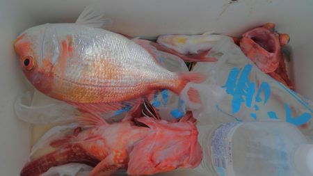 遊漁船 新鋭丸 釣果