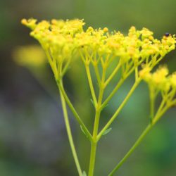 小菅トラウトガーデン 釣果