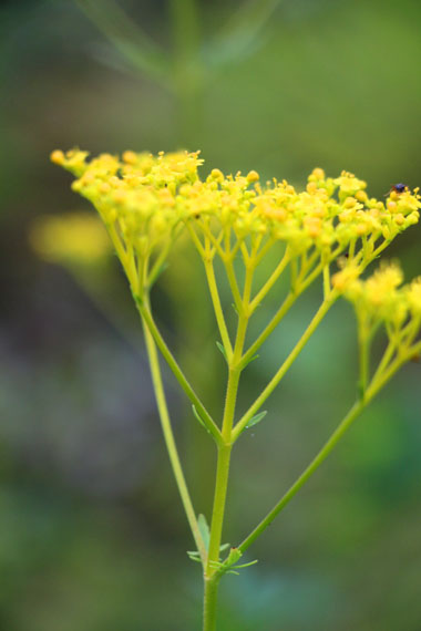 小菅トラウトガーデン 釣果