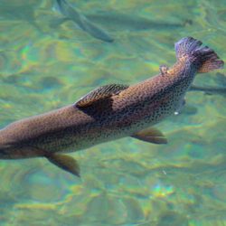 小菅トラウトガーデン 釣果