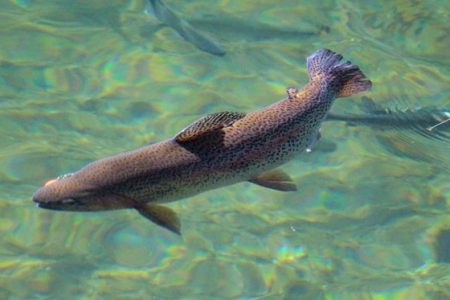 小菅トラウトガーデン 釣果