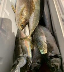 愛海丸 釣果