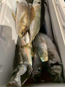 愛海丸 釣果