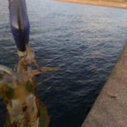 アオリイカ釣り