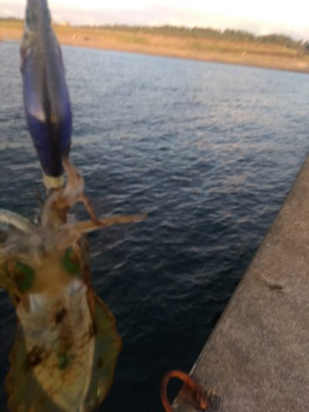 アオリイカ釣り